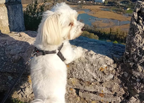 Fotografija 226 - Provjerite tko su naj ljubimci 2024. godine!