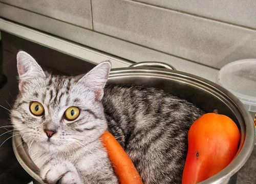 Fotografija 227 - Provjerite tko su naj ljubimci 2024. godine!