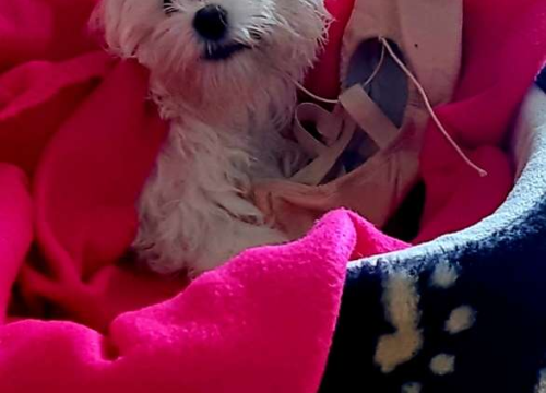 Fotografija 228 - Provjerite tko su naj ljubimci 2024. godine!