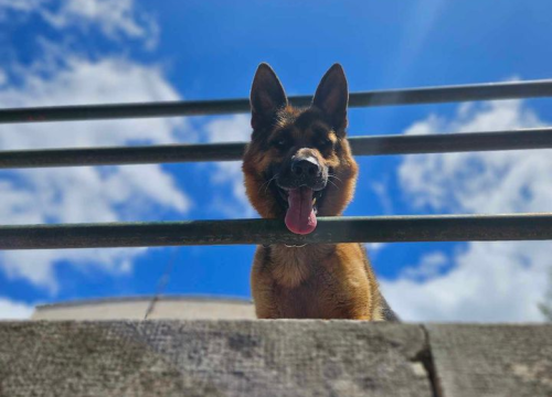 Fotografija 229 - Provjerite tko su naj ljubimci 2024. godine!