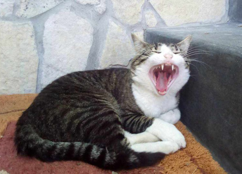 Fotografija 124 - Provjerite tko su naj ljubimci 2024. godine!