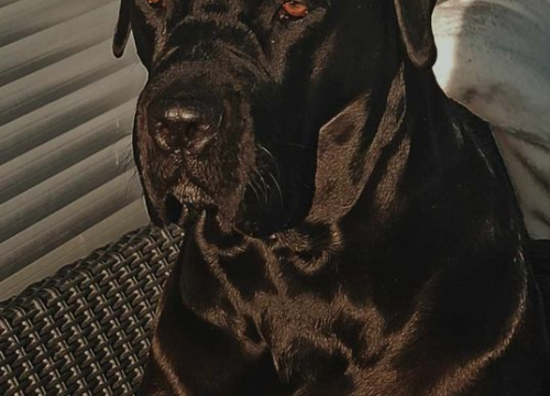 Fotografija 230 - Provjerite tko su naj ljubimci 2024. godine!