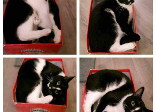 Fotografija 231 - Provjerite tko su naj ljubimci 2024. godine!