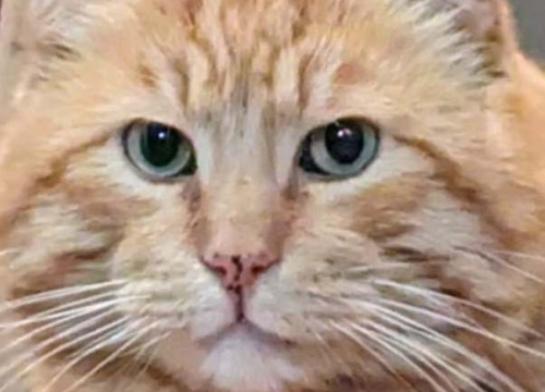 Fotografija 232 - Provjerite tko su naj ljubimci 2024. godine!