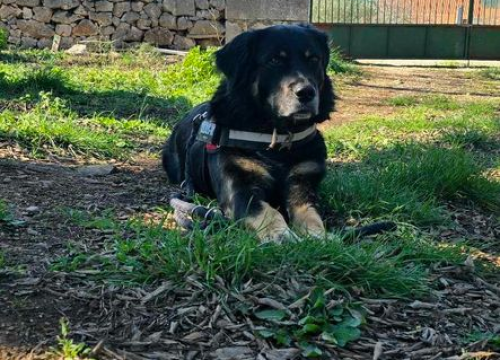 Fotografija 233 - Provjerite tko su naj ljubimci 2024. godine!