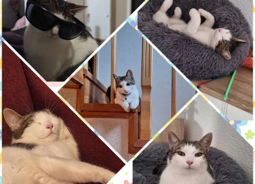 Fotografija 234 - Provjerite tko su naj ljubimci 2024. godine!