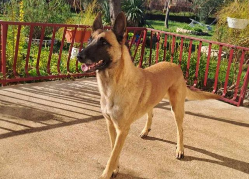 Fotografija 235 - Provjerite tko su naj ljubimci 2024. godine!