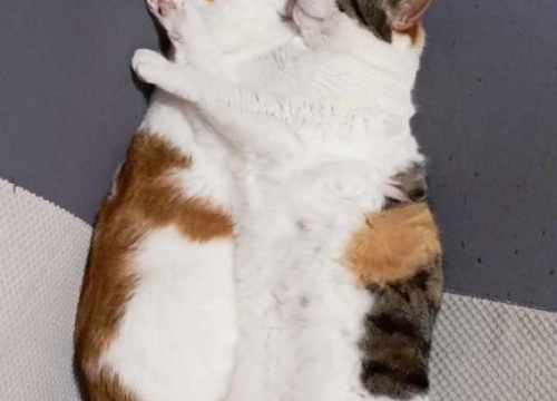 Fotografija 236 - Provjerite tko su naj ljubimci 2024. godine!