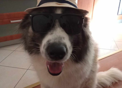 Fotografija 237 - Provjerite tko su naj ljubimci 2024. godine!