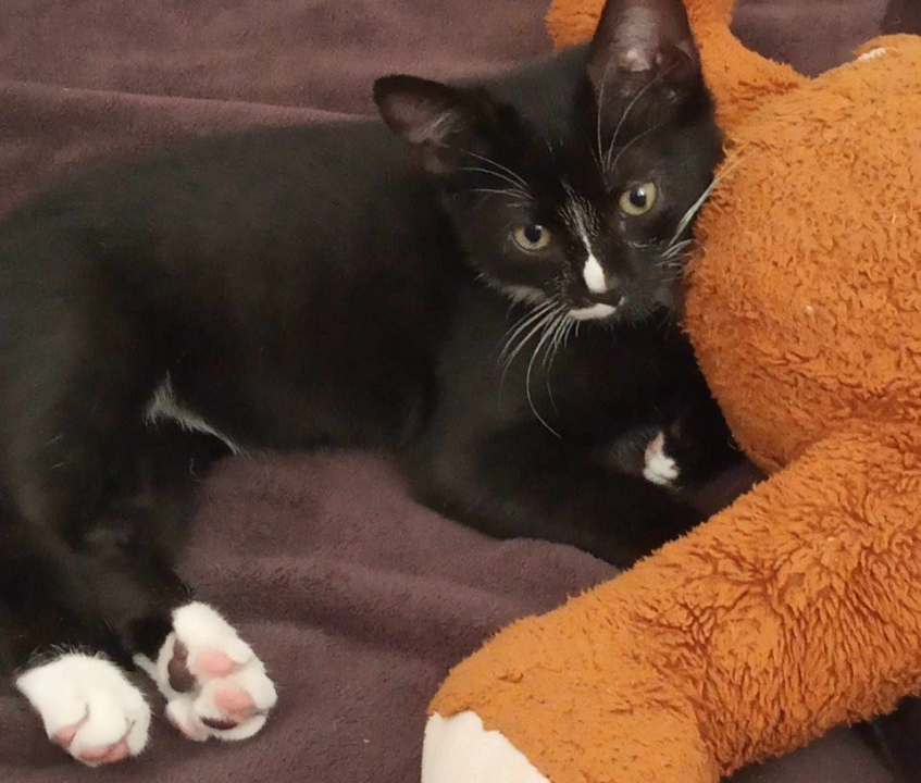 Provjerite tko su naj ljubimci 2024. godine!