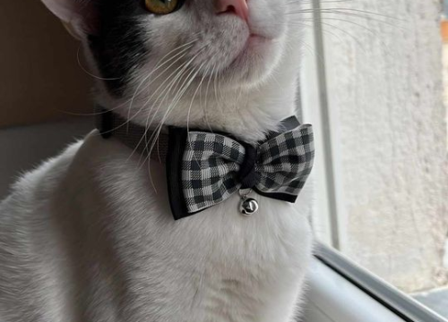 Fotografija 239 - Provjerite tko su naj ljubimci 2024. godine!