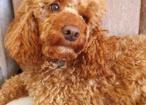 Fotografija 126 - Provjerite tko su naj ljubimci 2024. godine!