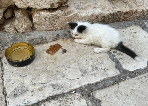 Fotografija 240 - Provjerite tko su naj ljubimci 2024. godine!