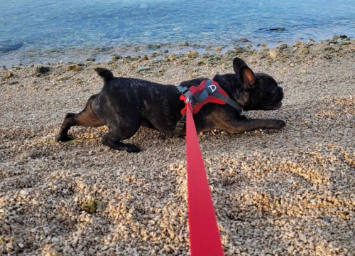 Fotografija 241 - Provjerite tko su naj ljubimci 2024. godine!