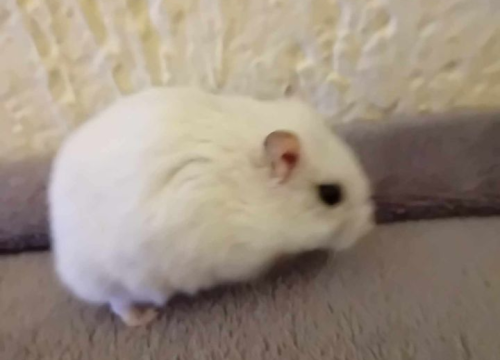 Fotografija 125 - Provjerite tko su naj ljubimci 2024. godine!