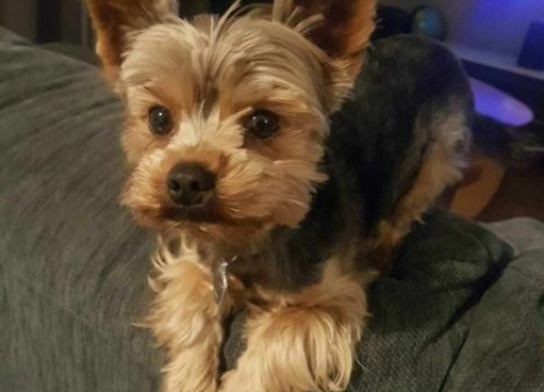 Fotografija 127 - Provjerite tko su naj ljubimci 2024. godine!