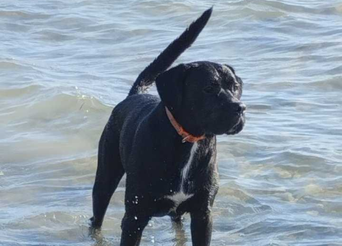 Fotografija 128 - Provjerite tko su naj ljubimci 2024. godine!