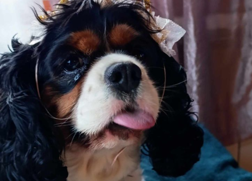 Fotografija 129 - Provjerite tko su naj ljubimci 2024. godine!