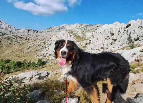 Fotografija 131 - Provjerite tko su naj ljubimci 2024. godine!