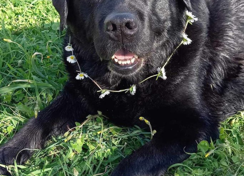 Fotografija 132 - Provjerite tko su naj ljubimci 2024. godine!