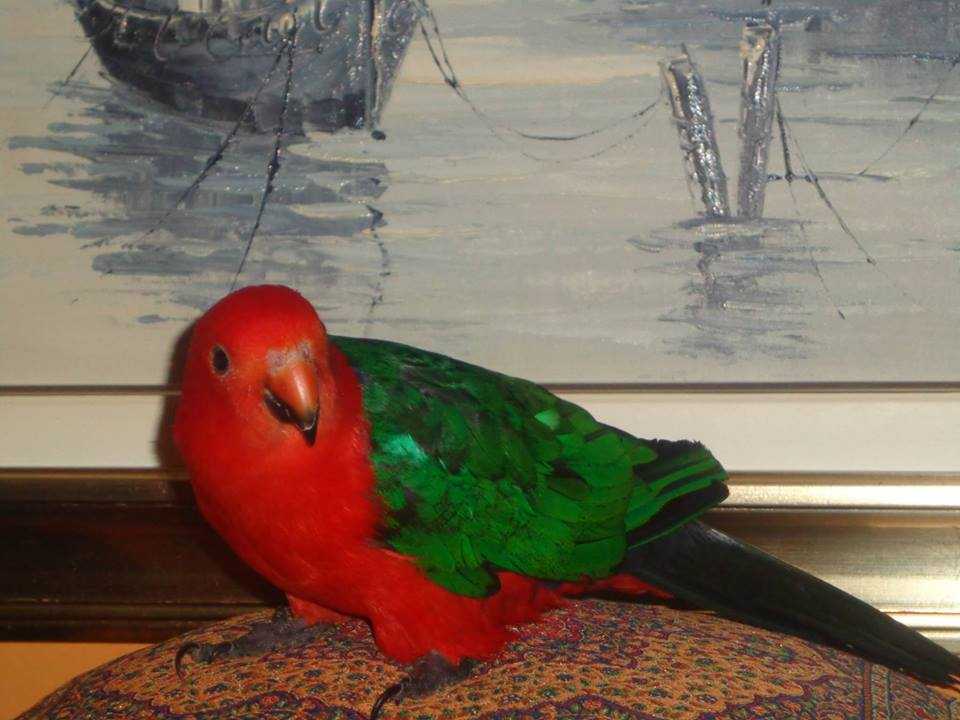 Provjerite tko su naj ljubimci 2024. godine!