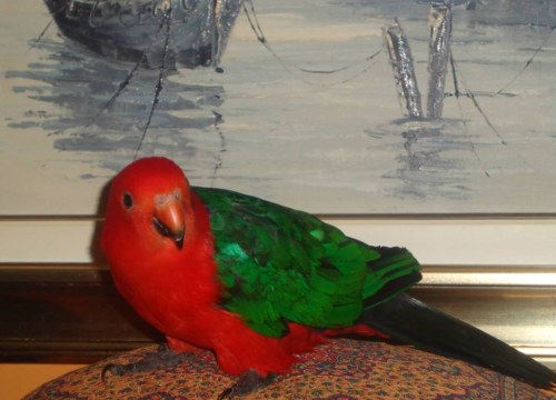 Fotografija 133 - Provjerite tko su naj ljubimci 2024. godine!