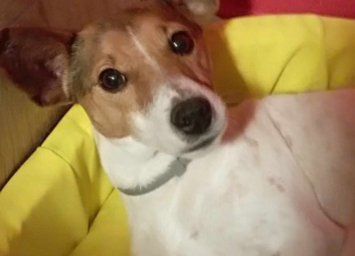 Fotografija 134 - Provjerite tko su naj ljubimci 2024. godine!