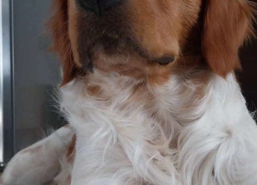 Fotografija 136 - Provjerite tko su naj ljubimci 2024. godine!