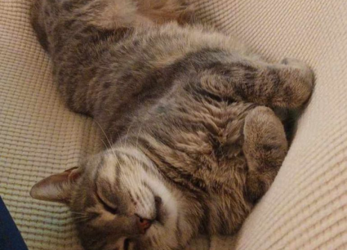 Fotografija 138 - Provjerite tko su naj ljubimci 2024. godine!