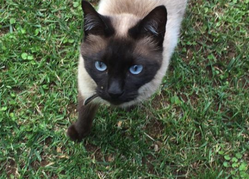 Fotografija 140 - Provjerite tko su naj ljubimci 2024. godine!