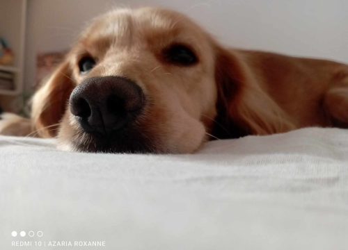 Fotografija 142 - Provjerite tko su naj ljubimci 2024. godine!