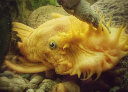 Fotografija 144 - Provjerite tko su naj ljubimci 2024. godine!