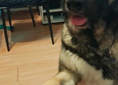 Fotografija 145 - Provjerite tko su naj ljubimci 2024. godine!