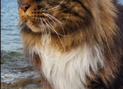 Fotografija 146 - Provjerite tko su naj ljubimci 2024. godine!