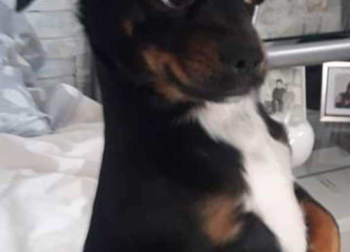 Fotografija 149 - Provjerite tko su naj ljubimci 2024. godine!