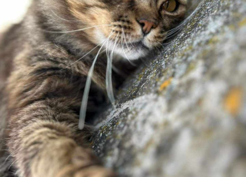 Fotografija 151 - Provjerite tko su naj ljubimci 2024. godine!