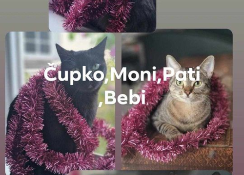 Fotografija 152 - Provjerite tko su naj ljubimci 2024. godine!