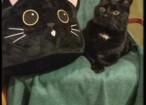 Fotografija 153 - Provjerite tko su naj ljubimci 2024. godine!