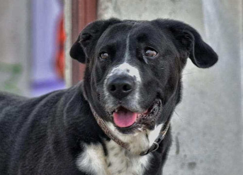 Fotografija 156 - Provjerite tko su naj ljubimci 2024. godine!