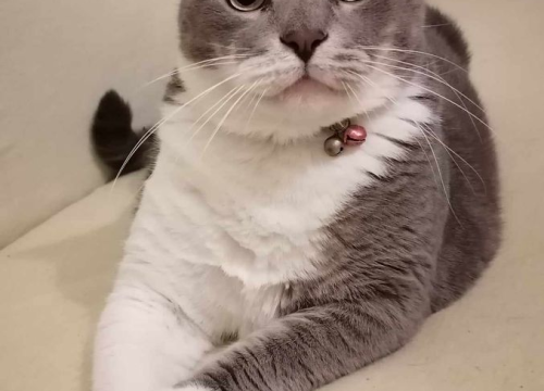 Fotografija 160 - Provjerite tko su naj ljubimci 2024. godine!