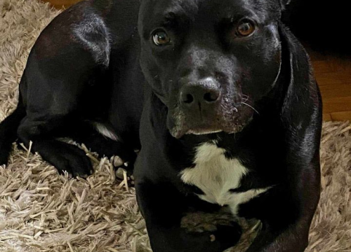 Fotografija 161 - Provjerite tko su naj ljubimci 2024. godine!