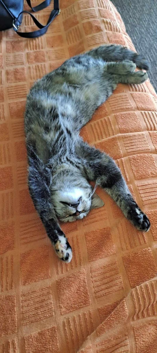 Provjerite tko su naj ljubimci 2024. godine!