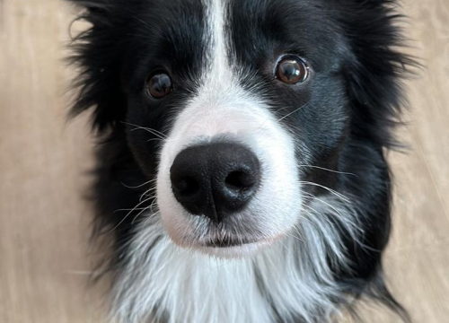 Fotografija 166 - Provjerite tko su naj ljubimci 2024. godine!