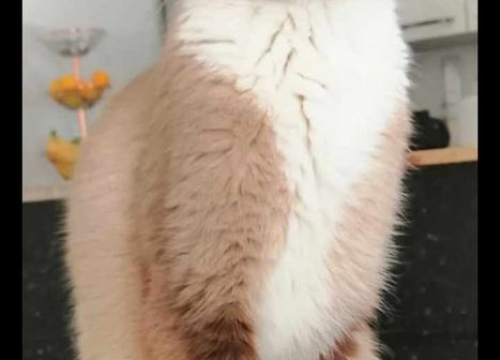 Fotografija 169 - Provjerite tko su naj ljubimci 2024. godine!