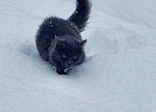 Fotografija 170 - Provjerite tko su naj ljubimci 2024. godine!