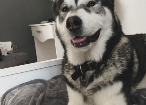 Fotografija 171 - Provjerite tko su naj ljubimci 2024. godine!