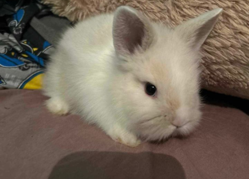 Fotografija 172 - Provjerite tko su naj ljubimci 2024. godine!