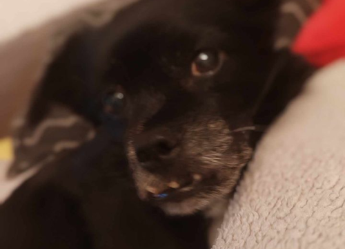 Fotografija 173 - Provjerite tko su naj ljubimci 2024. godine!