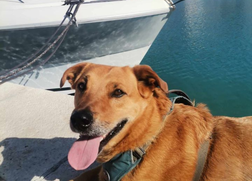 Fotografija 174 - Provjerite tko su naj ljubimci 2024. godine!