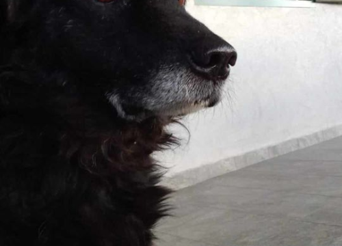 Fotografija 176 - Provjerite tko su naj ljubimci 2024. godine!